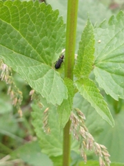 Agrilus ruficollis