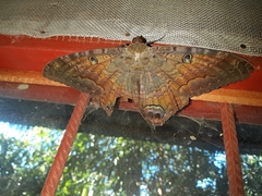 Ascalapha odorata