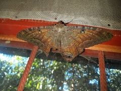 Ascalapha odorata