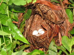 Arremonops conirostris