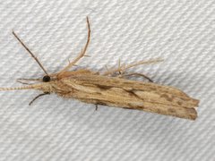 Kosrheithrus tillyardi