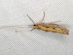 Kosrheithrus tillyardi