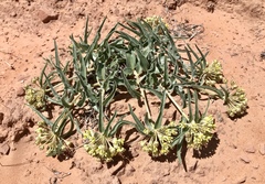 Asclepias macrosperma