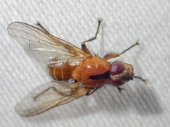 Prodalmannia variabilis