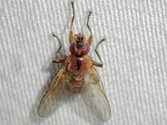 Prodalmannia variabilis