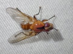 Prodalmannia variabilis