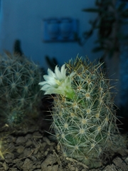 Mammillaria prolifera