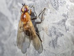 Prodalmannia variabilis