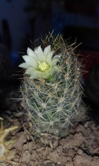 Mammillaria prolifera
