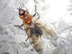 Prodalmannia variabilis