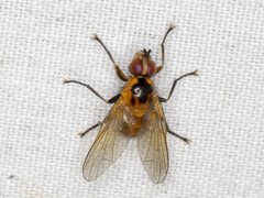 Prodalmannia variabilis