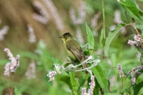African Yellow Warbler (Iduna natalensis), photo 5