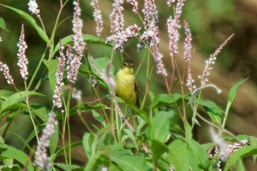 African Yellow Warbler (Iduna natalensis), photo 6