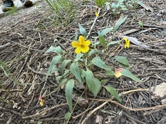 Viola pinetorum ssp. pinetorum