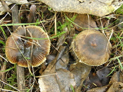 Russula acrolamellata