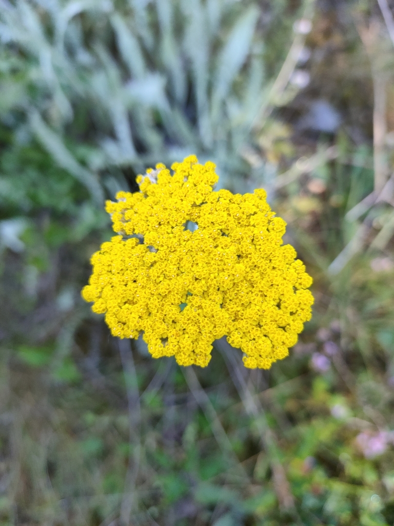 Achillea filipendulina, 2344, Bulgaria