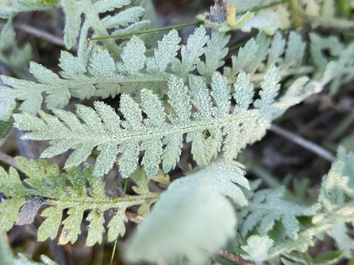 Achillea filipendulina