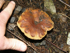 Russula acrolamellata