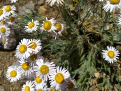 Erigeron pumilus intermedius