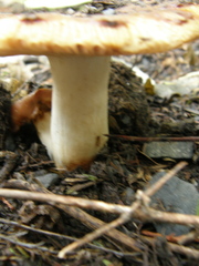 Russula acrolamellata
