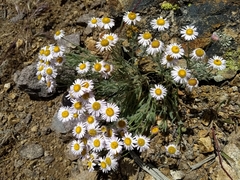 Erigeron pumilus intermedius