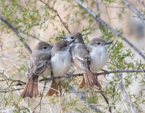 Ash-throated Flycatcher, Ahwatukee Foothills Village, Phoenix, AZ, USA, photo 8 of 10