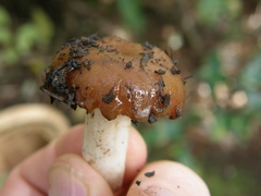 Russula acrolamellata