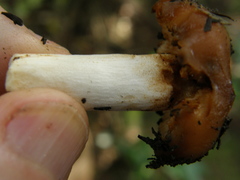 Russula acrolamellata