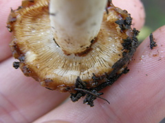 Russula acrolamellata