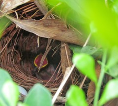 Arremonops conirostris