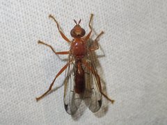 Adapsilia gratiosa