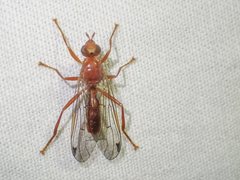 Adapsilia gratiosa