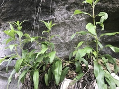 Salvia pentstemonoides