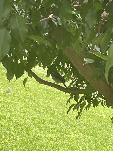 White-eyed Slaty Flycatcher (Melaenornis fischeri), photo 7