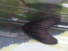 Gynautocera rubriscutellata