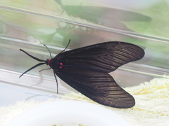 Gynautocera rubriscutellata