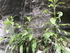 Salvia pentstemonoides