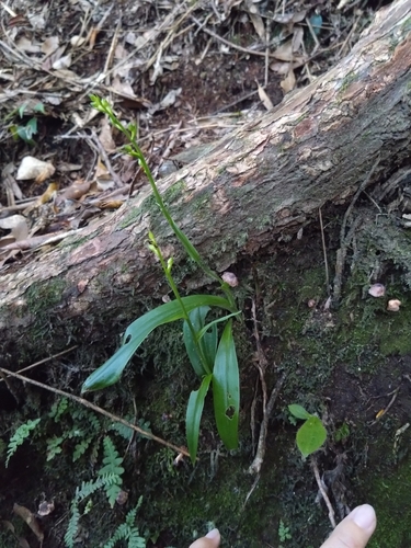 Platanthera minor iNat (1)