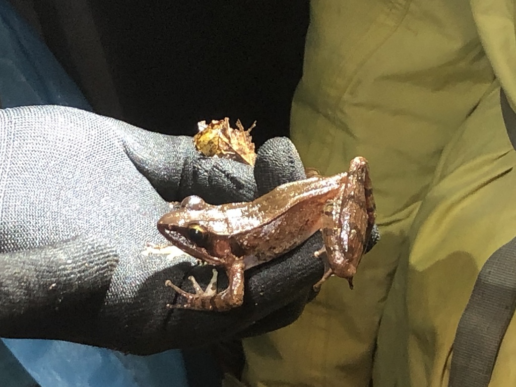 Langbian Plateau Frog
