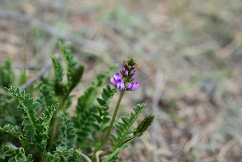 Astragalus strictus