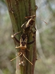 Leptoglossus subauratus