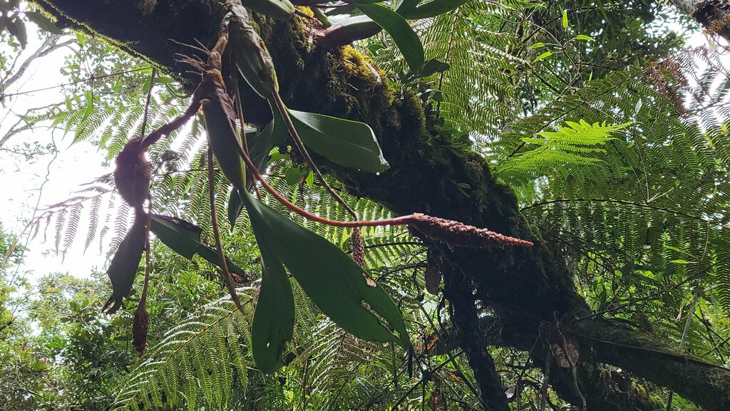 Bulbophyllum coriophorum; photograph author not stated, no rights reserved