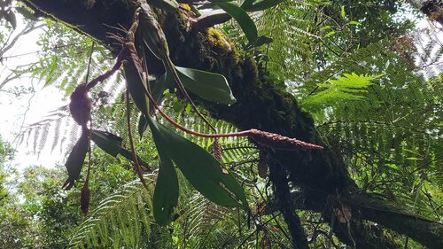 Bulbophyllum coriophorum