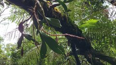Bulbophyllum coriophorum