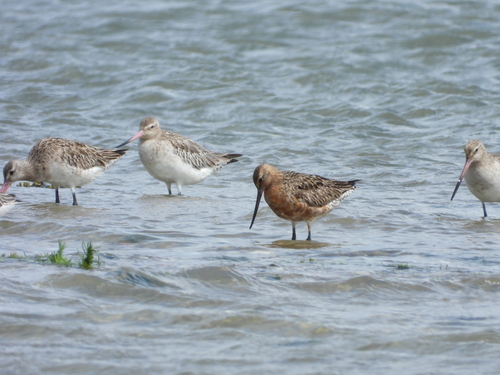 Aguja colipinta (Limosa lapponica)