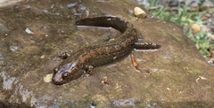 Desmognathus kanawha