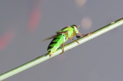Odontomyia cincta