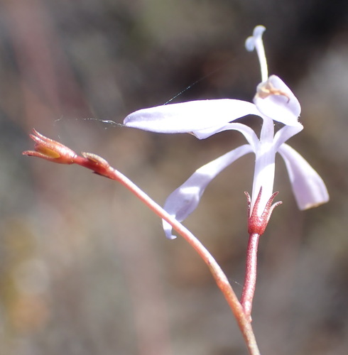 Image of Prismatocarpus diffusus by (c) Nicola van Berkel, some rights reserved (CC BY-SA)