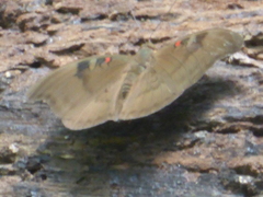 Dophla evelina