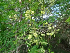 Piptadenia obliqua